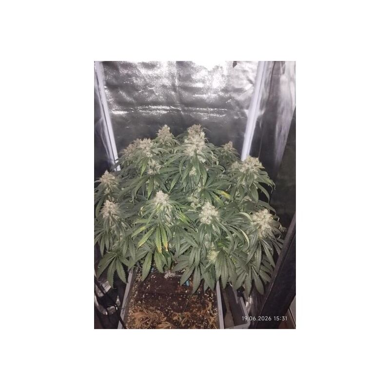 Bubble Gum Sherbet, Фасовка: 3+1, изображение 3